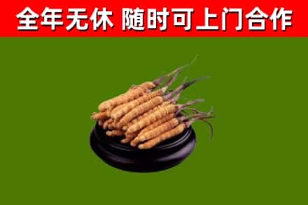 个旧市回收散虫草