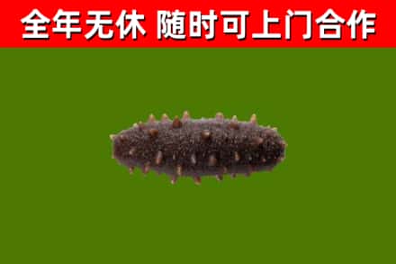 个旧市回收海参干